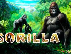 Gorilla